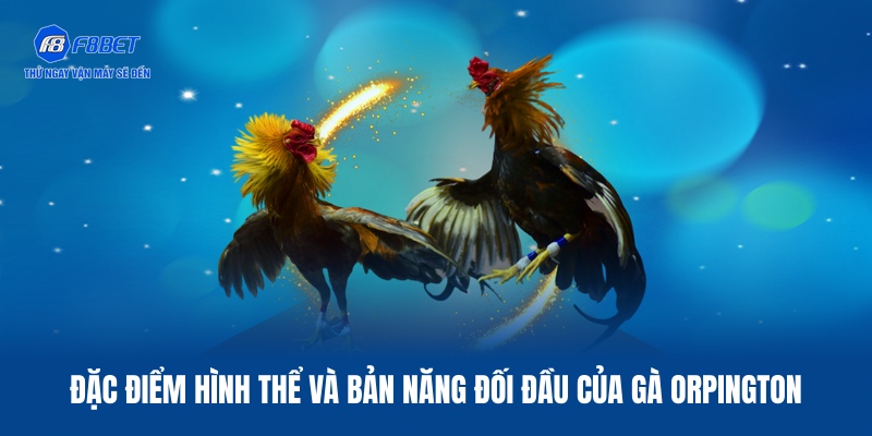 Giống gà Orpington sở hữu tốc độ ra đòn nhanh, mạnh mẽ