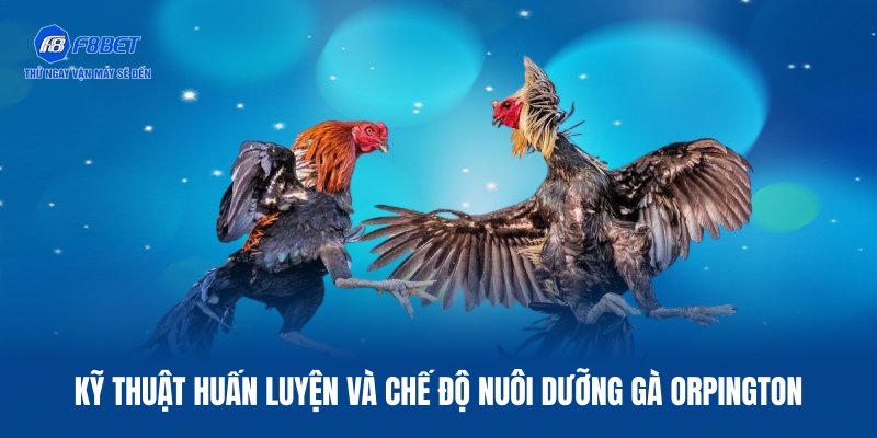 Chuyên gia F8BET chia sẻ kỹ thuật huấn luyện kê hiệu quả