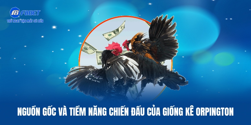 Giới thiệu chung về giống gà Orpington
