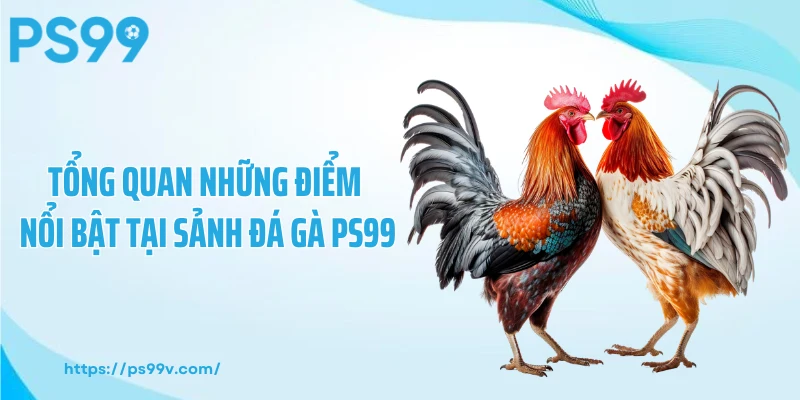 Tổng quan những điểm nổi bật tại sảnh đá gà PS99